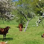 Petit Week End Dans La Vallee 아파트 Breitenbach-Haut-Rhin