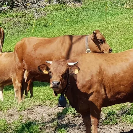 Petit Week End Dans La Vallee Lejlighed Breitenbach-Haut-Rhin