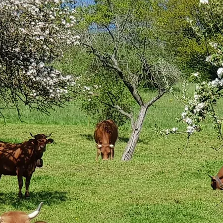 Petit Week End Dans La Vallee Lejlighed Breitenbach-Haut-Rhin