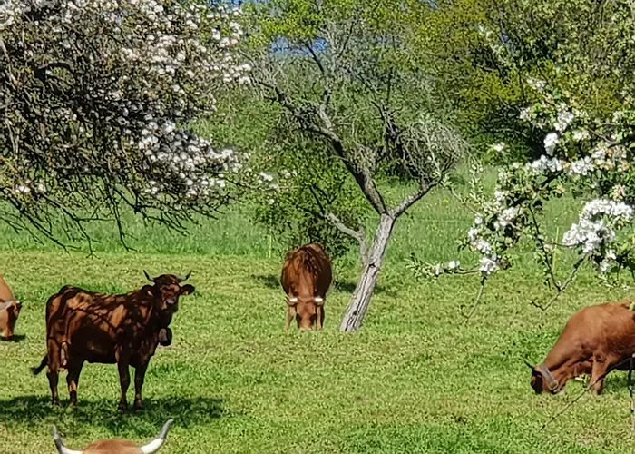 Petit Week End Dans La Vallee Daire Breitenbach-Haut-Rhin